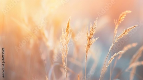 Golden Wheat Field at Sunset