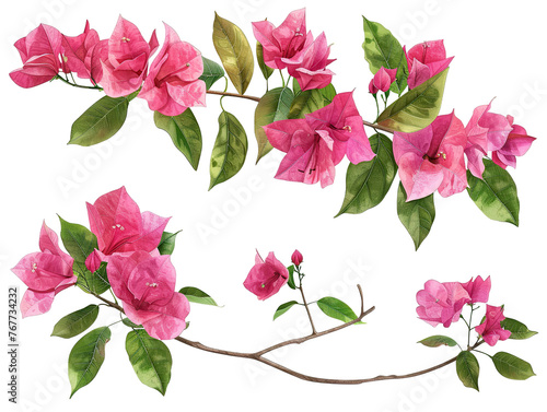 Blooming branch  flowers and inflorescence of bougainvillea isolated on white background PNG