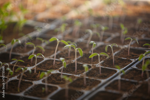 Small tomato seedlings in a nursery