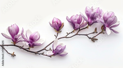 "Magnificent Magnolia Branch with Purple Flowers on White Background"