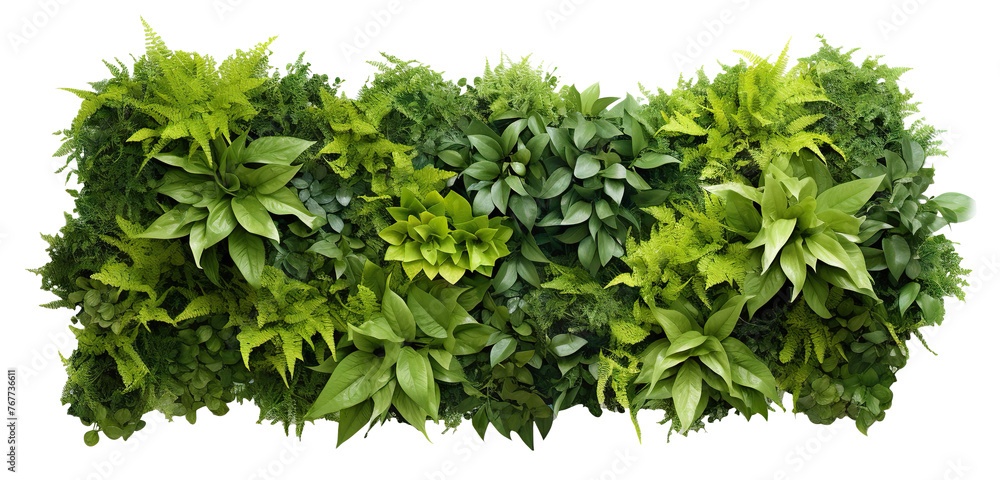 Green garden wall from tropical plants, cut out - obrazy, fototapety, plakaty 