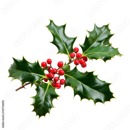 Sprig of European holly. Isolated on transparent background.