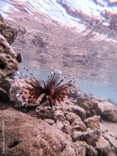 Close up view of Devil firefish or common lionfish (Pterois miles) at coral reef..