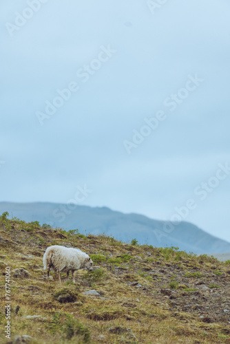 sheep in iceland