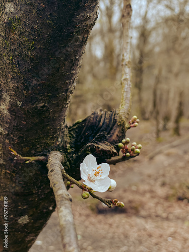 Blossom of a tree photo