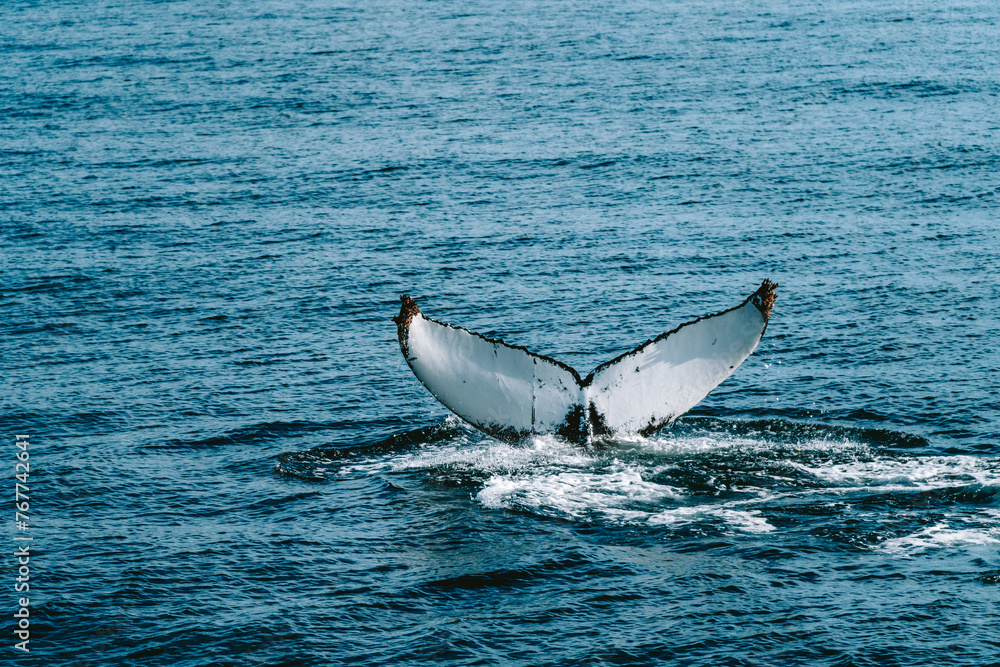 Obraz premium Humpbackwhale humpback whale in iceland fluke in the atlantic ocean