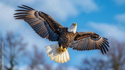 A majestic bald eagle soars through a cloudless blue sky  its wings outstretched in a symbol of power and freedom. © Maria