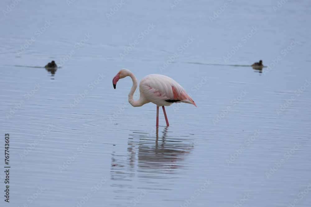 flamingo reflected in the water