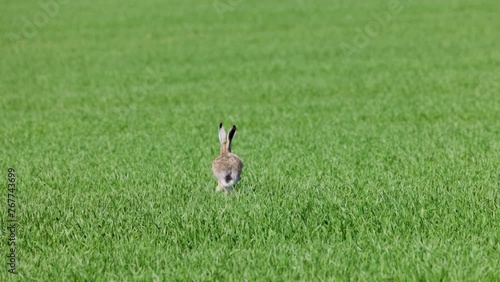 a hare running through the field of wheat in slow motion
