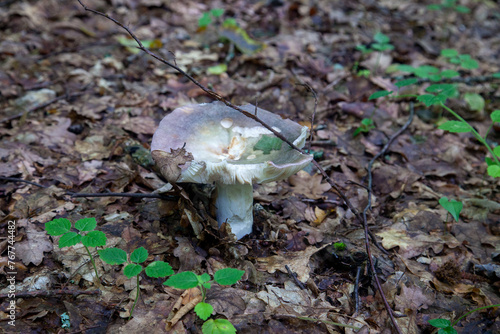 Russula virescens - mushroom commonly known as the green-cracking russula, the quilted green russula, or the green brittlegill mushroom.. photo