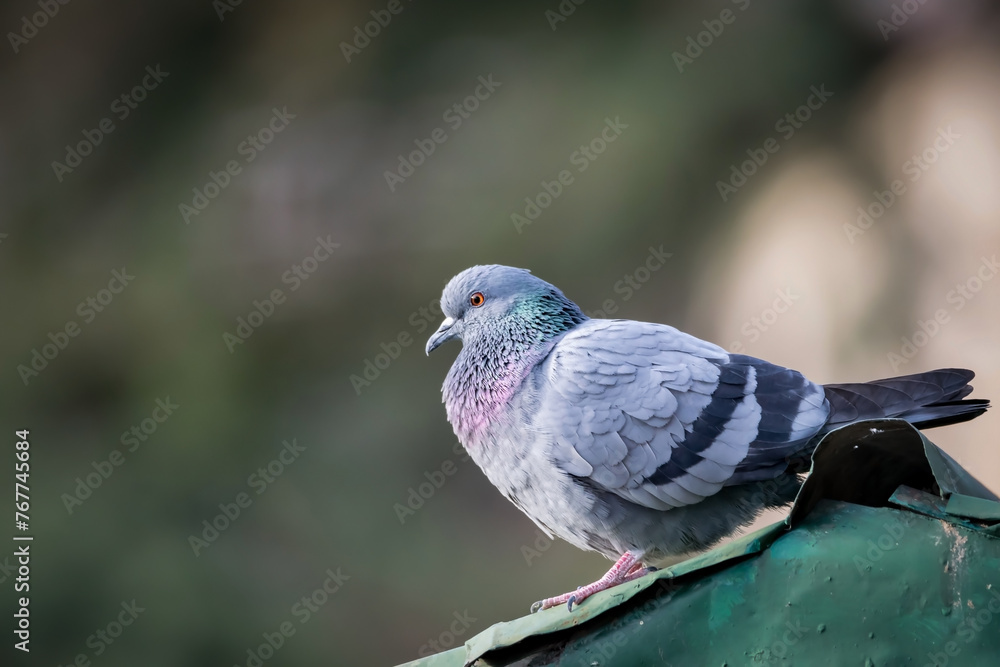 Obraz premium close up shot of a pigeon perching on rooftop