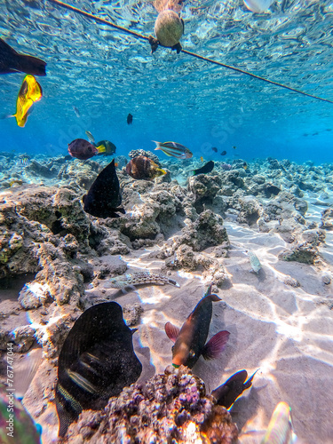 Shoal of differend kinds of the fish -  sailfin tang, Longnose Parrotfish, Picasso trigger, Birdmouth wrasse and other tropical fish swimming at the coral reef in the Red Sea, Egypt.. photo