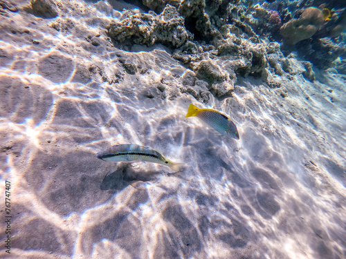 Forsskal goatfish (Parupeneus forskali) and Checkerboard wrasse (Halichoeres hortulanus) on sand sea ​​bottom at the Red Sea coral reef.. photo