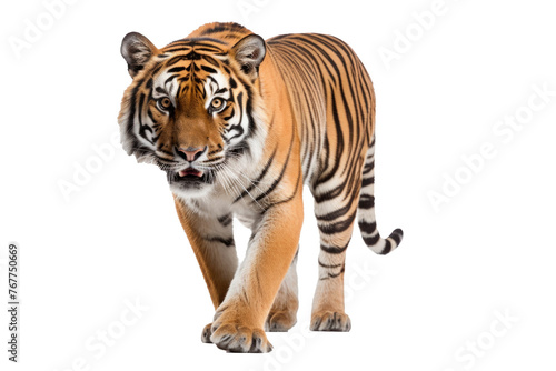 royal tiger  P. t. corbetti  isolated on white background clipping path included. The tiger is staring at its prey. Hunter concept.