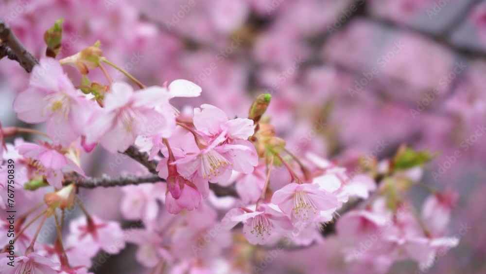 Blooming pink sakura flower in public park in Japan Blooming pink sakura flower in public park in Japan