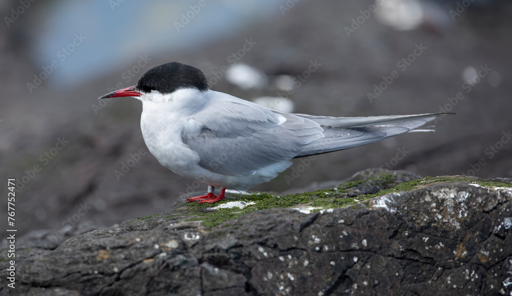 common tern sterna hirundo standing on sea rocks common tern sterna hirundo standing on sea rocks