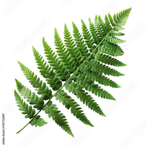 Fern leaf against an isolated white background
