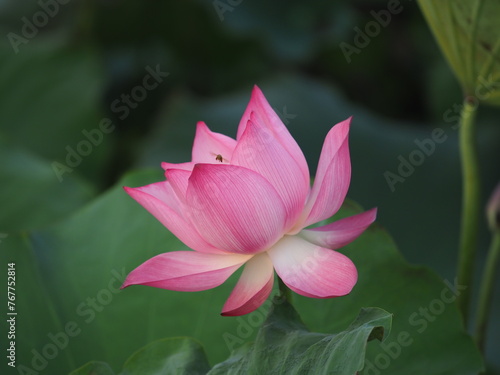 Fototapeta Naklejka Na Ścianę i Meble -  The lotus, Vietnam's national flower, is in full bloom