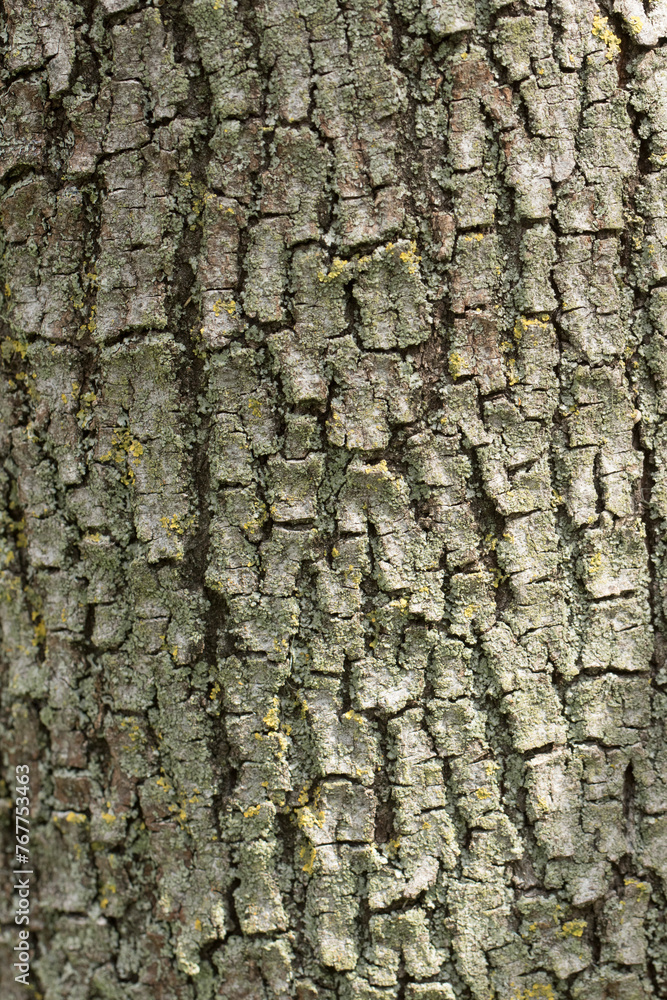 Trunk texture of the Judas tree or Judas-tree, is a small deciduous tree in the flowering plant family Fabaceae 