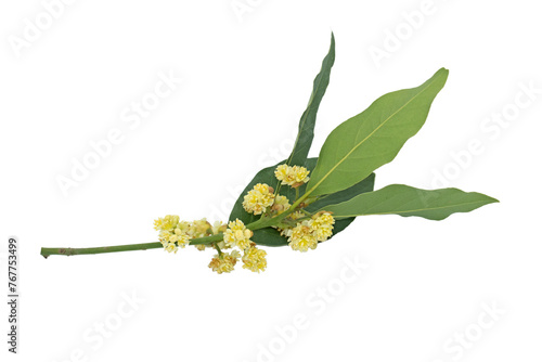 A blooming branch of bay laurel (Laurus nobilis) is an aromatic evergreen tree or large shrub in Mesitrranean basin