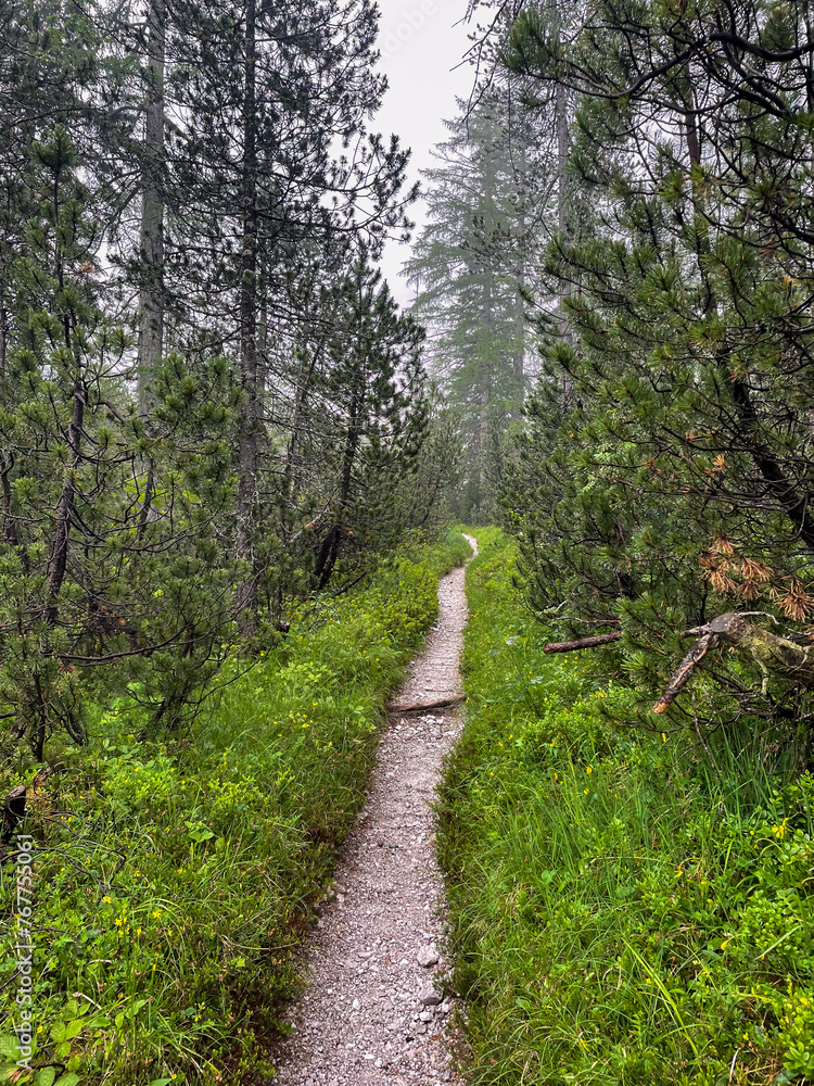 A hike through the Berchtesgaden Wimbach Tal and pass dry creek and hiking trails with deep green nature landscape A hike through the Berchtesgaden Wimbach Tal and pass dry creek and hiking trails with deep green nature landscape