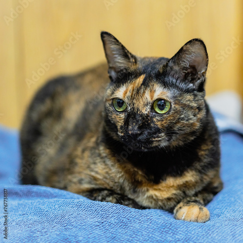 Фотография A 9-year-old short-haired dark brown Tortoiseshell cat with bright eyes lies on one of her resting cushions