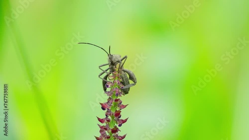 Wallpaper Mural bugs on flower shoots Torontodigital.ca
