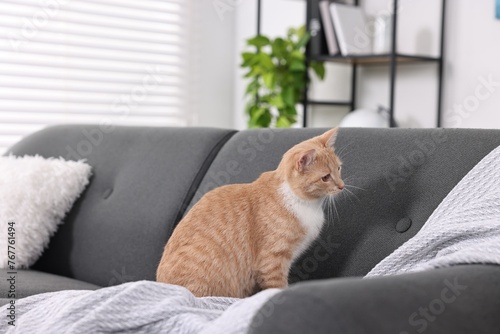 Fototapeta Naklejka Na Ścianę i Meble -  Cute ginger cat sitting on sofa at home
