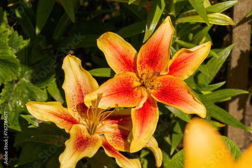 Red-yellow fragrant lilies in a flowerbed in the garden
