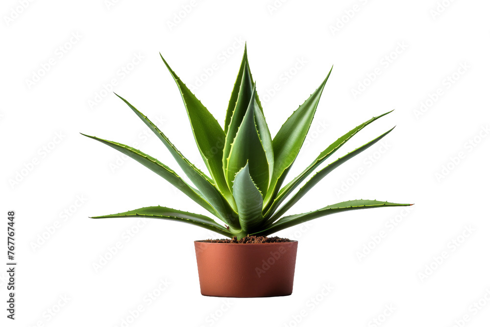 Serene Aloes: A Botanical Beauty Amidst Simplicity. On a White or Clear Surface PNG Transparent Background.