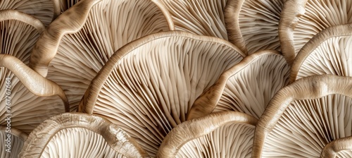 abstract background of mushroom gills. Mushroom texture background. Abstract wallpaper design with close up of oyster mushroom pattern. Delicate natural print for wall art