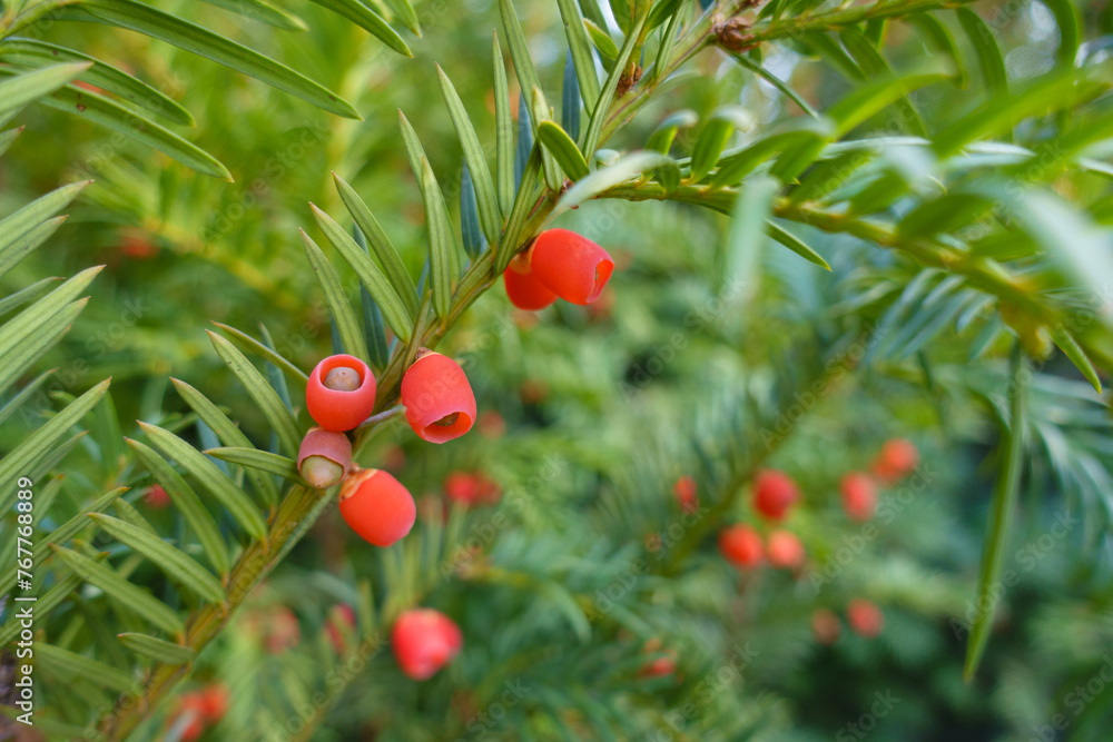 Close-up of red seed cones of common yew in October
