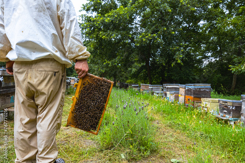 Beekeeper holds a hive frame in apiary. Apiculture or beekeeping concept