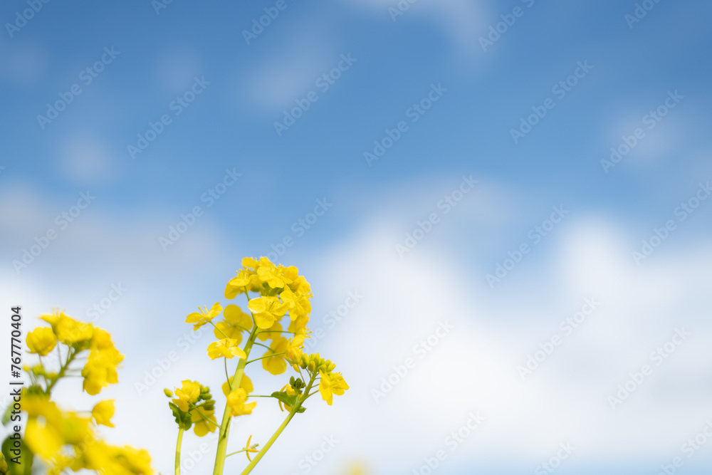 菜の花と青空