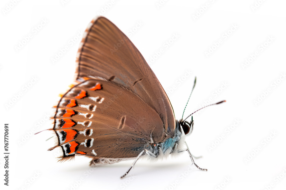 Obraz premium Beautiful Great Purple Hairstreak butterfly isolated on a white background. Side view