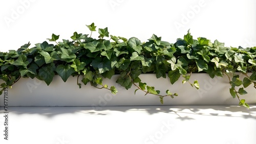 Ivy Spread on Horizontal Surface - Isolated Cutout with Shadow PNG Image on White Background