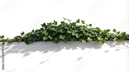 Ivy Spreads Across Horizontal Surface | Isolated Cutout PNG with Shadow on White Background