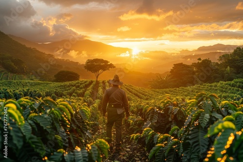 man with hat walking through a coffee field at sunrise, Generative AI