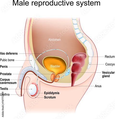Male reproductive system