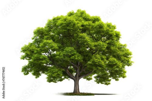 Whispers of Nature: Majestic Tree With Emerald Leaves Against a Blank Canvas. On a White or Clear Surface PNG Transparent Background.