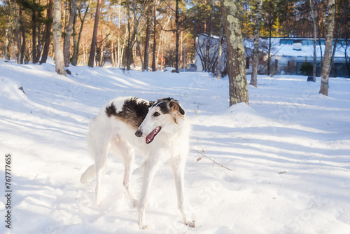 雪遊びをするボルゾイの子犬、大型犬 © monstrose