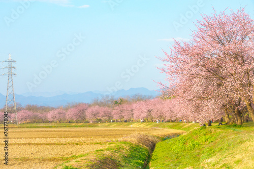春の桜並木 関東のお花見