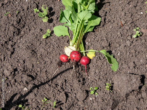 Pink radish plant (Raphanus raphanistrum subsp. sativus) roots harvested and placed on black soil with green leaves. Growing food in garden