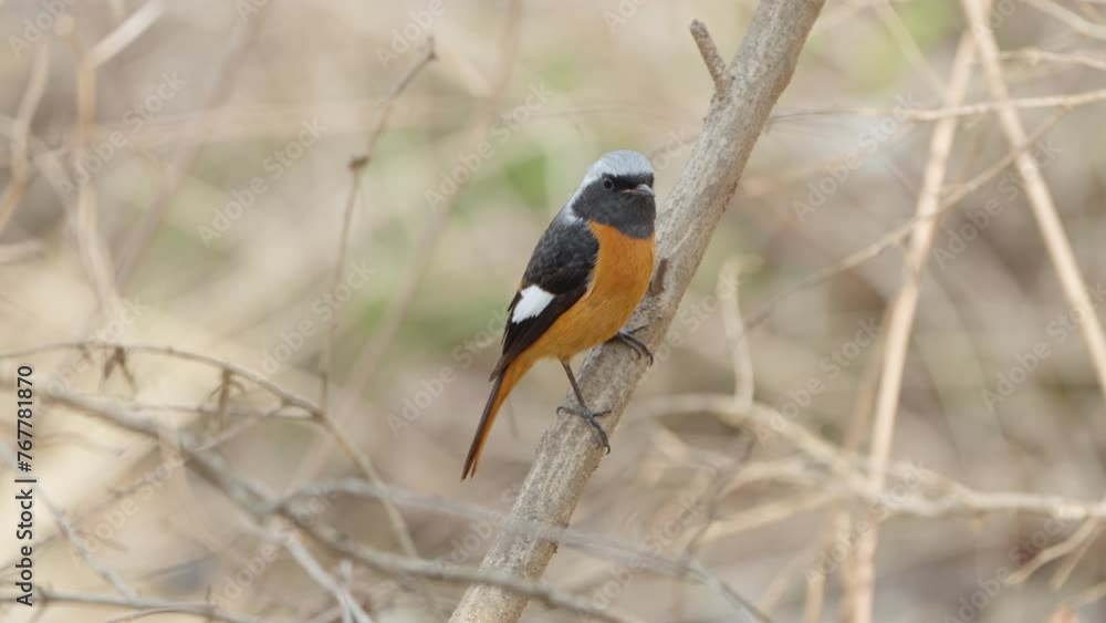 Daurian Redstart Bird (Phoenicurus auroreus) Purched on Leafless Tree Branch in Spring - close-up, in Seoul Grand Park Daurian Redstart Bird (Phoenicurus auroreus) Purched on Leafless Tree Branch in Spring - close-up, in Seoul Grand Park