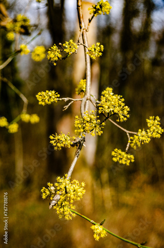 Cornelian Cherry. © Tiago