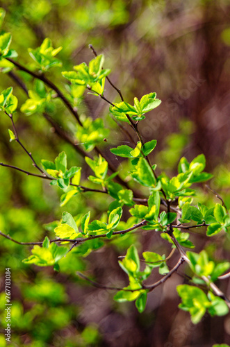  Tree branch with green leaves.