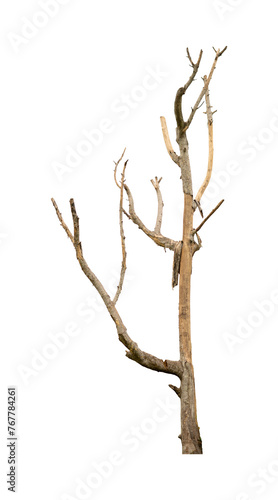 dead tree isolated on white