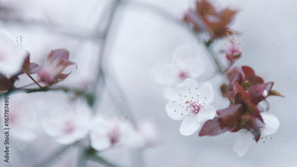 Spring Flower Plum. Cherry Blossoms On Branches In Spring Morning. Bloom Garden In Summer And Spring. Spring Flower Plum. Cherry Blossoms On Branches In Spring Morning. Bloom Garden In Summer And Spring.