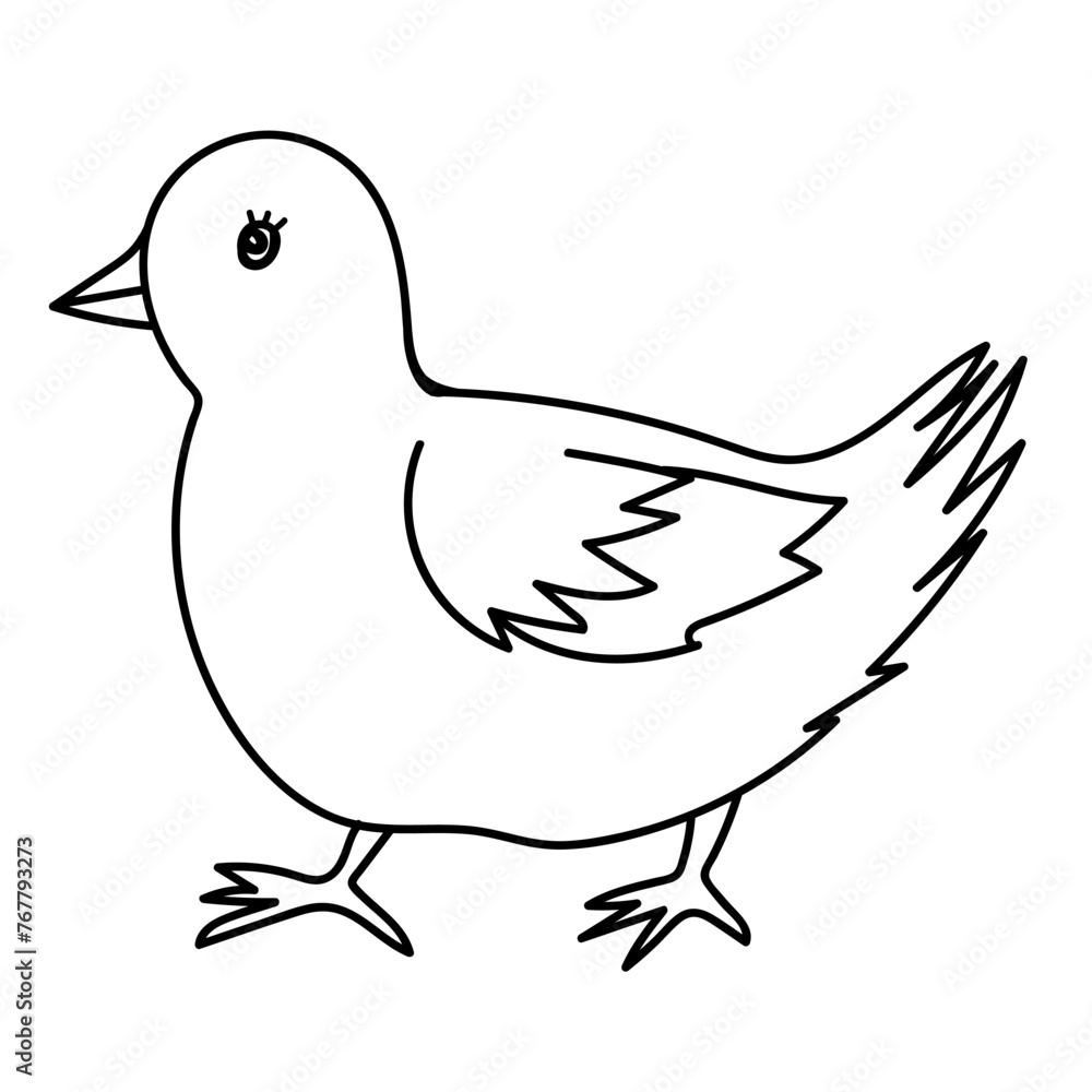 Chicken bird line drawing. Doodle vector illustration. Chicken bird line drawing. Doodle vector illustration.