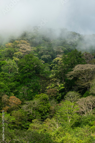 Cloudy Rainforest in the Chiriqui highlands  Chiriqui  Panama  Central America - stock photo